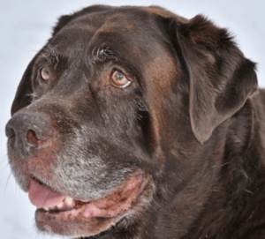 Chocolate Labrador sufering with canine cognitive dysfunction