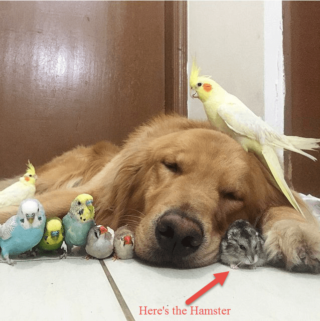 golden-retriever-with-birds-and-hamster