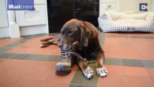 Rollo-food-obsessed-chocolate-labrador-retriever with-shoe