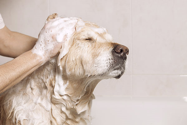 labrador-retriever-dog-bathe