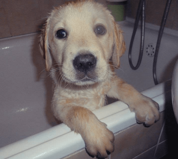 yellow-labrador-retriever-puppy-sitting-in-bath-tub
