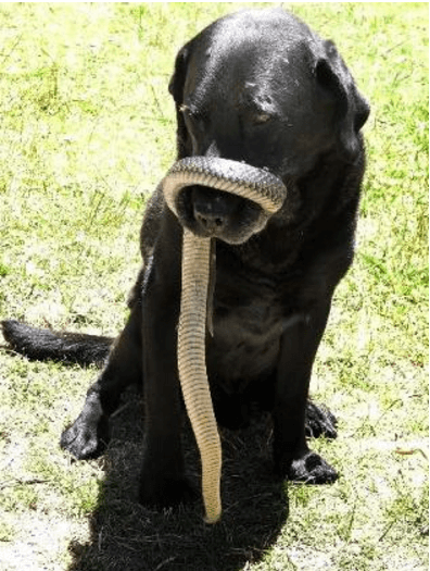 labrador-retriever-with-australian-copperhead-snake