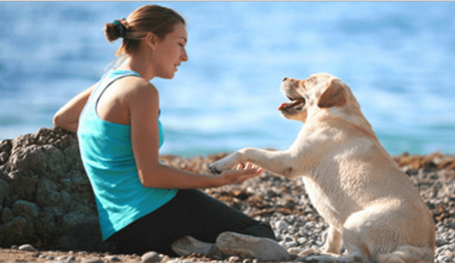 senior-yellow-labrador-retriever-giving-paw-to-a-woman-on-the-beach
