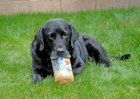 Black Labrador Retriever Licking Peanut Butter From a Jar