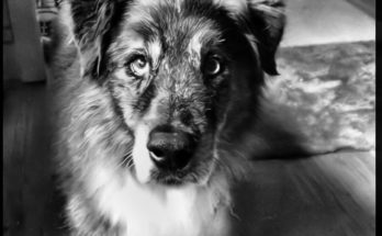 Canine Cognitive Dysfunction | Symptoms and Treatment