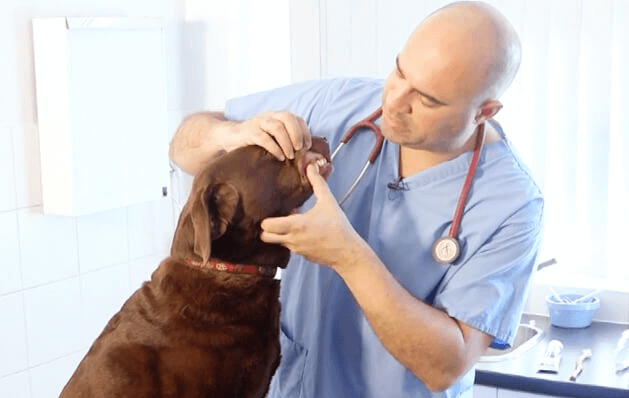 Labrador Retriever getting teeth cleaned