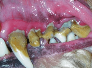 dog teeth covered with tartar