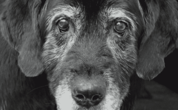 Close up face old black labrador retriever suffering with dog dementia
