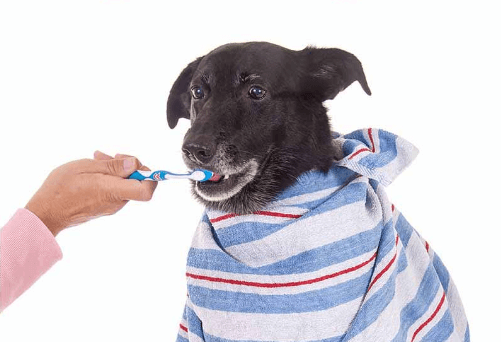 Labrador Retriever Teeth Brushing