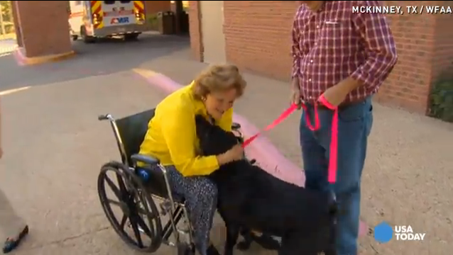 labrador-with-owner-in-wheel-chair