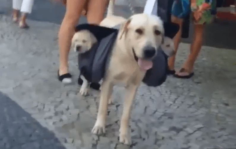 yellow-labrador-carrying-back-pack-with-lab-puppies