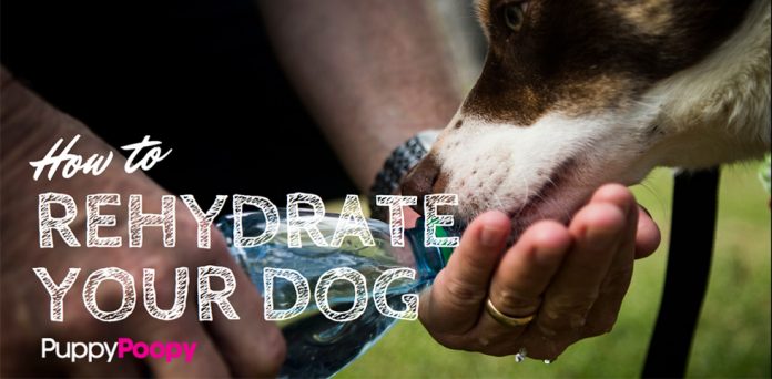 How to Rehydrate Your Dog