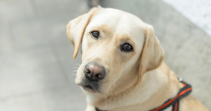 Labradors Prone to Cancer