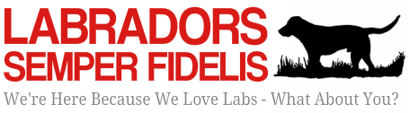 We're here because we labs logo: http://labradorssemperfi.com